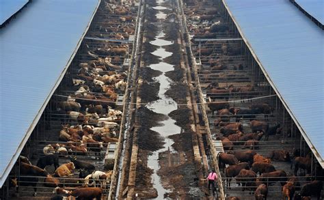 what livestock are farmed in china